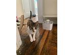 Pez, Domestic Shorthair For Adoption In Middle Village, New York