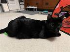 Bee, Domestic Shorthair For Adoption In Montgomery, Texas