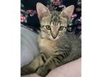 Cannon, Domestic Shorthair For Adoption In Montgomery, Texas