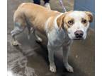 Matilda Hw(-), American Pit Bull Terrier For Adoption In Owensboro, Kentucky