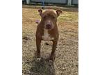 Kiki, American Pit Bull Terrier For Adoption In Owensboro, Kentucky
