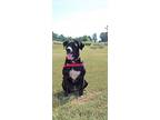 Maggie May, Labrador Retriever For Adoption In Longview, Texas