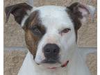 Roxy, American Staffordshire Terrier For Adoption In Longview, Texas