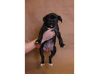 Indigo, American Pit Bull Terrier For Adoption In Greenville, North Carolina