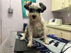Fritz-loves Dogs!, Schnauzer (miniature) For Adoption In Oak Ridge, New Jersey