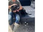 Dustin, Labrador Retriever For Adoption In Greenville, North Carolina