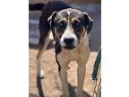 Boston, Labrador Retriever For Adoption In Chula Vista, California