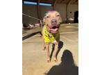 Baguette, American Pit Bull Terrier For Adoption In Greenville, North Carolina