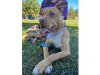 Gia, American Pit Bull Terrier For Adoption In Greenville, North Carolina