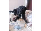 Winston, Labrador Retriever For Adoption In Chula Vista, California