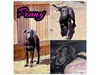 Penny, Labrador Retriever For Adoption In Clifton, Texas