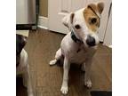 Archie, Jack Russell Terrier For Adoption In Clearwater, Florida