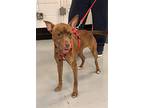 Zara, Rat Terrier For Adoption In Sandy Springs, Georgia