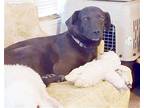 Peri, Labrador Retriever For Adoption In Camden, South Carolina
