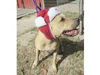 Gilley, Labrador Retriever For Adoption In Camden, South Carolina