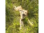 Sophia, American Pit Bull Terrier For Adoption In Torrance, California