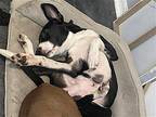 Vasya, Terrier (unknown Type, Medium) For Adoption In Sanford, Florida