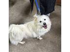 Terry, Spitz (unknown Type, Small) For Adoption In Torrance, California