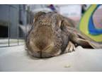 Tails, Lop, English For Adoption In Pflugerville, Texas