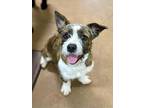 Zoe, Terrier (unknown Type, Small) For Adoption In Chico, California