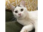Harriet, Domestic Shorthair For Adoption In Chapel Hill, North Carolina