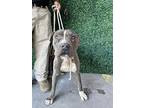 55217746, American Pit Bull Terrier For Adoption In El Paso, Texas