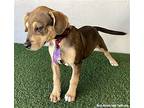 Forrest, Labrador Retriever For Adoption In San Diego, California
