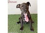 Duncan, Labrador Retriever For Adoption In San Diego, California