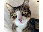 Jelly, Domestic Shorthair For Adoption In Rocky Hill, Connecticut