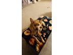 Bailee, Boston Terrier For Adoption In Glen Gardner, New Jersey