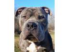 Obama, American Pit Bull Terrier For Adoption In Blackwood, New Jersey