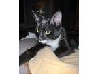 Gunner, Domestic Shorthair For Adoption In Youngsville, North Carolina