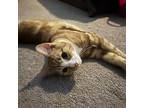 Firefly, Domestic Shorthair For Adoption In Youngsville, North Carolina