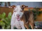 Taquito, American Pit Bull Terrier For Adoption In Anacortes, Washington