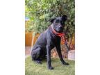 Mocho, Labrador Retriever For Adoption In Anacortes, Washington