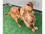 Wynter, American Pit Bull Terrier For Adoption In Warren, Michigan