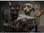 Dobby #harry-potter-friend, Domestic Shorthair For Adoption In Houston, Texas