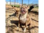 Adopt Sueanne a Pit Bull Terrier