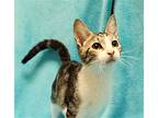 Mimosa #marble-swirls, Domestic Shorthair For Adoption In Houston, Texas