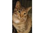 Athena, Domestic Shorthair For Adoption In Forty Fort, Pennsylvania