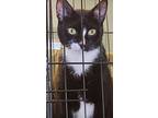 Salmon, Domestic Shorthair For Adoption In Forty Fort, Pennsylvania