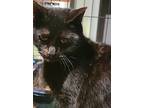 Freckles, Domestic Shorthair For Adoption In Forty Fort, Pennsylvania