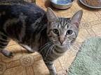 Maverick, Domestic Shorthair For Adoption In Conway, South Carolina