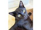 Mouse, Domestic Shorthair For Adoption In Tiburon, California