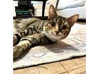 Delilah-c Lh23 In Tx, Domestic Shorthair For Adoption In Saunderstown