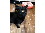 Venus, Domestic Shorthair For Adoption In Vashon, Washington