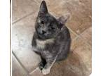 Colore Shadow Cw C2023 In New England, Domestic Mediumhair For Adoption In