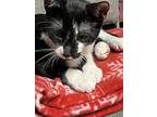 Inky Kw C2023 In Ne, Domestic Shorthair For Adoption In Saunderstown