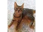 Cricket, Tabby For Adoption In Tiburon, California