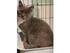 Oscar, Domestic Shorthair For Adoption In Forty Fort, Pennsylvania